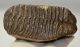 Mammuthus primigenius tooth (1532 grams) Woolly Mammoth