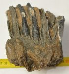 Mammuthus meridionalis részleges fog (1278 gramm)