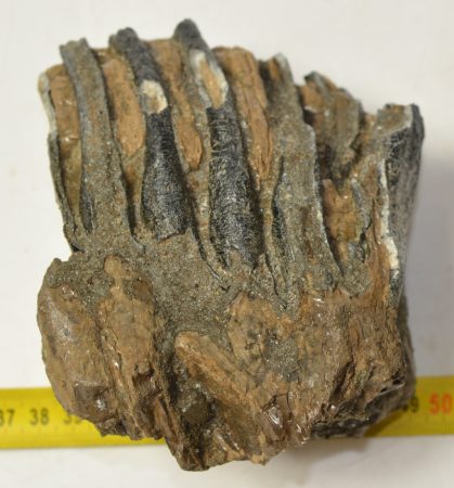 Mammuthus meridionalis részleges fog (1278 gramm)