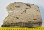   Mammuthus meridionalis részleges agyar töredék (1239 gramm)