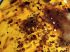Pseudoscorpion & Diptera in brumese amber