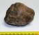 Mammuthus meridionalis részleges fog (480 gramm)