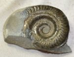  Hildoceras ammonites from Ravenscar