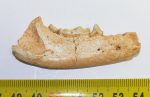 Meles atavus partial jaw (63 mm) from Hungary