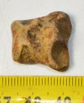 Ursus spelaeus toe bone (20 mm)