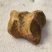 Ursus spelaeus toe bone (20 mm)