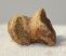 Ursus spelaeus toe bone (20 mm)