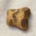 Ursus spelaeus toe bone (20 mm)