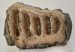 Mammuthus sp. partial tooth (1119 grams)