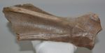 Equus sp. partial scapula bone