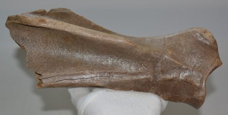 Equus sp. partial scapula bone