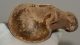 Equus sp. partial scapula bone