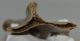 Equus sp. partial scapula bone