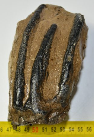 Mammuthus meridionalis részleges fog (1079 gramm)