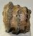 Mammuthus meridionalis részleges fog (1079 gramm)