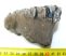Mammuthus meridionalis tooth (334 grams) Southern mammoth molar 