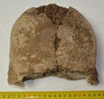 Mammuthus primigenius partial vertebra ((1521 grams)