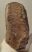 Mammuthus primigenius partial vertebra ((1521 grams)