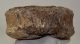 Mammuthus primigenius partial vertebra ((1521 grams)