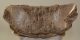 Mammuthus primigenius partial vertebra ((1521 grams)