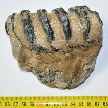 Mammuthus sp. részleges fog (626 gramm)
