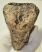 Mammuthus sp. részleges fog (626 gramm)