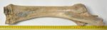 Equus sp. radius & ulna bone 