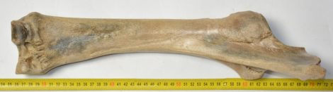 Equus sp. radius & ulna bone 