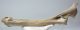 Equus sp. radius & ulna bone 