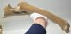 Equus sp. radius & ulna bone 