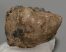 Mammuthus primigenius részleges fog (1606 gramm) ELFOGYOTT (R) 06