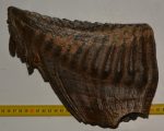 Mammuthus primigenius tooth ( 2674 grams) Woolly Mammoth