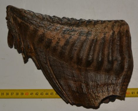 Mammuthus primigenius tooth ( 2674 grams) Woolly Mammoth