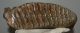 Mammuthus primigenius tooth ( 2674 grams) Woolly Mammoth