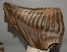 Mammuthus primigenius tooth ( 2674 grams) Woolly Mammoth