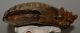 Mammuthus primigenius tooth ( 2674 grams) Woolly Mammoth