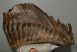 Mammuthus primigenius tooth ( 2674 grams) Woolly Mammoth