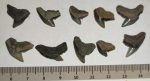 10 pieces Galeocerdo aduncus partial Shark teeth