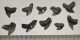 10 pieces Galeocerdo aduncus partial Shark teeth