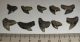 10 pieces Galeocerdo aduncus partial Shark teeth