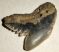 10 pieces Galeocerdo aduncus partial Shark teeth