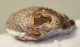 Achátosodott kagyló kövület Marokkóból
