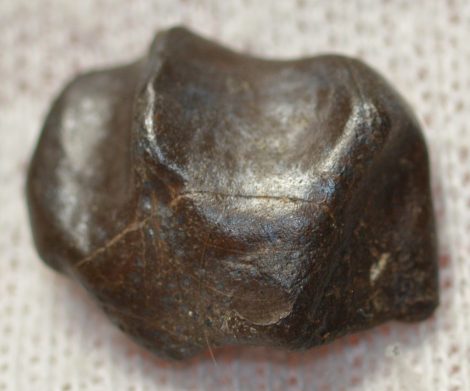 Triceratops horridus dinoszaurusz fog