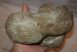 Mammuthus calcaneus bone (904 gram)