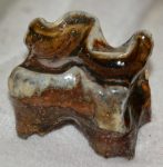  Woolly Rhino (Coelodonta antiquitatis) lower tooth (22 grams)