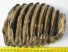 Mammuthus meridionalis részleges fog (2296 gramm)