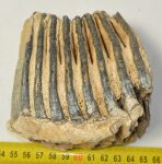Mammuthus primigenius részleges fog (828 gramm)