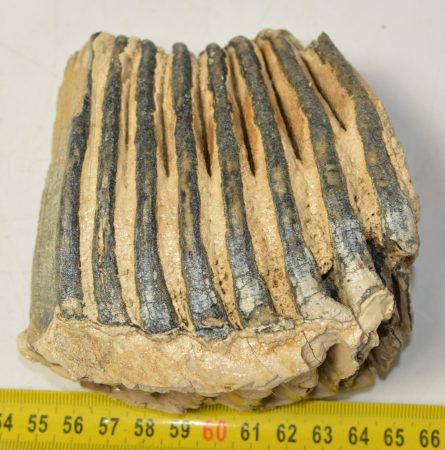 Mammuthus primigenius részleges fog (828 gramm)