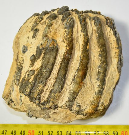 Mammuthus sp. részleges fog (961 gramm)