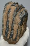 Mammuthus meridionalis részleges fog (1643 gramm)